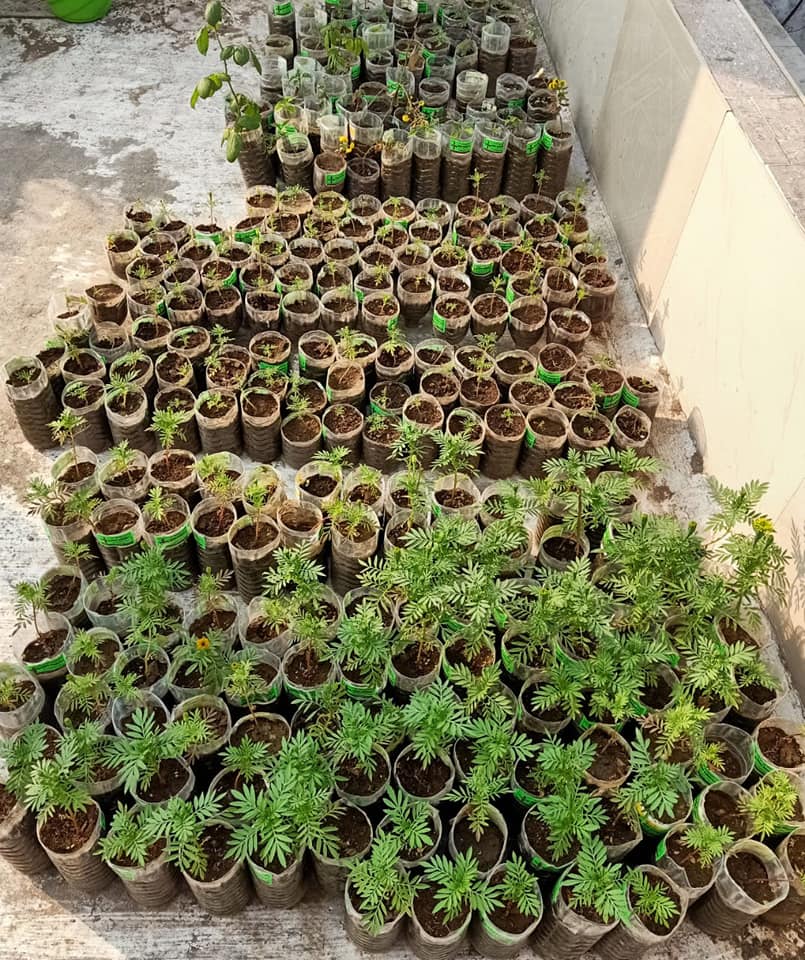 Growing Saplings